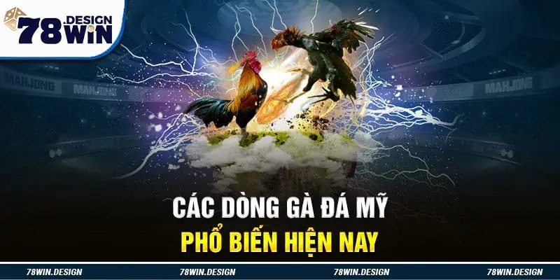 Các dòng gà đá Mỹ phổ biến hiện nay